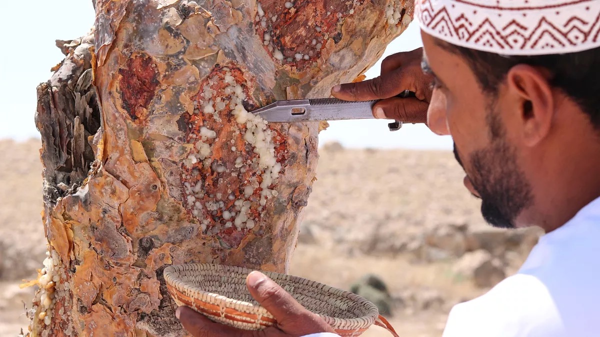 Frankincense harvesting in Somaliland